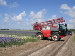Spraying the Irisses